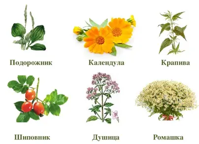 Лекарственные растения рисунок