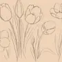 Букет Тюльпанов Рисунок Карандашом