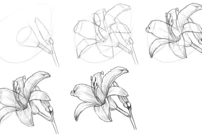 Как нарисовать лилию